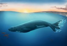 Study: Extinct species of monk seal discovered in New Zealand Study: Extinct species of monk seal discovered in New Zealand