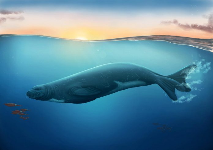 Study: Extinct species of monk seal discovered in New Zealand