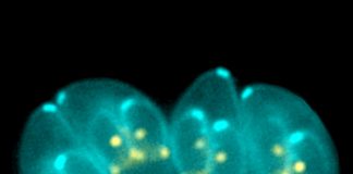 Research: Parasite infection discovery could assist mental health treatments