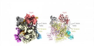 Scientists peer inside deadly pathogen’s burglary kit