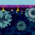 Research: Researchers investigate solutions for building cell membrane defense against Coronavirus