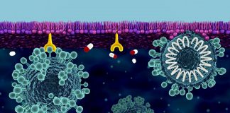 Research: Researchers investigate solutions for building cell membrane defense against Coronavirus