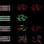 Research: Solving a mystery: How the TB bacterium develops rapid resistance to antibiotics