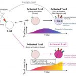 Research: T-cell abnormalities in severe Coronavirus cases