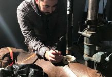 Study: T. rex had huge growth spurts, but other dinos grew ‘slow and steady’ Study: T. rex had huge growth spurts, but other dinos grew 'slow and steady'