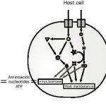 Research: Warwick researchers design model to predict cellular drug targets against Coronavirus