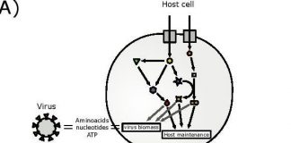 Research: Warwick researchers design model to predict cellular drug targets against Coronavirus