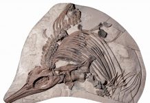 Archaeology: A well-preserved ichthyosaur species discovered in Dorset