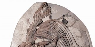 Archaeology: A well-preserved ichthyosaur species discovered in Dorset