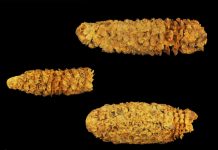 Archaeology: Ancient DNA continues to rewrite corn’s 9,000-year society-shaping history