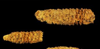 Archaeology: Ancient DNA continues to rewrite corn’s 9,000-year society-shaping history