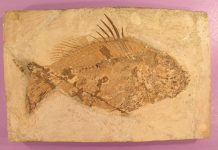 Archaeology: ‘Introducing Palaeontology’ — how the fossil record informs today’s conservation decisions