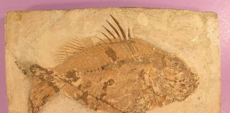 Archaeology: ‘Introducing Palaeontology’ — how the fossil record informs today’s conservation decisions