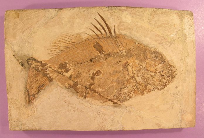 Archaeology: 'Introducing Palaeontology' -- how the fossil record informs today's