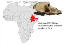 Archaeology: Mummified baboons shine new light on the lost land of Punt