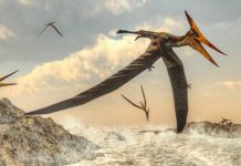 Archaeology: Researchers find pterosaur precursors that fill a gap in early evolutionary history