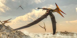 Archaeology: Researchers find pterosaur precursors that fill a gap in early evolutionary history