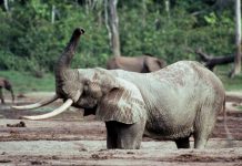 Archaeology: Shipwrecked ivory a treasure trove for understanding elephants and 16th century trading