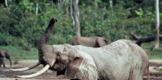 Archaeology: Shipwrecked ivory a treasure trove for understanding elephants and 16th century trading