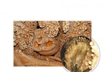 Archaeology: Videoscope analysis of a Neanderthal skeleton reveals detailed dental information