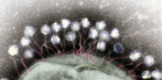 Biology: Cataloging nature’s hidden arsenal: Viruses that infect bacteria