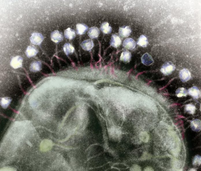 Biology: Cataloging nature’s hidden arsenal: Viruses that infect bacteria  Tdnews