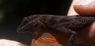 Biology: Flashy lizards are more attractive to mates and to predators