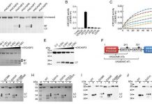 Biology: Gasdermin offers insight into coral necrotic death