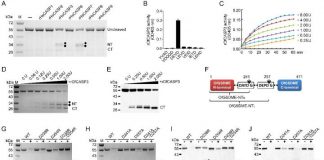 Biology: Gasdermin offers insight into coral necrotic death