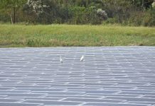 Biology: Roadmap to renewables unites climate and sustainability goals