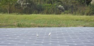 Biology: Roadmap to renewables unites climate and sustainability goals