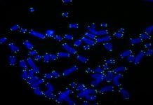 Biology: Telomere shortening protects against cancer