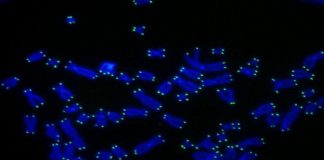 Biology: Telomere shortening protects against cancer