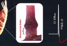 Biology: The pressure sensor of the venus flytrap