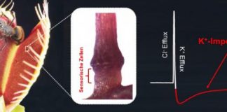 Biology: The pressure sensor of the venus flytrap