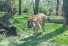 Biology: The use of wild mammals in traditional medicine