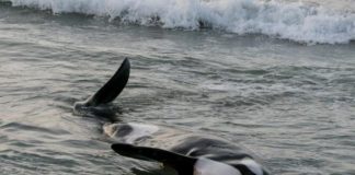 Climate Change: A baseline comparison of killer whale stranding deaths in the northeastern Pacific/Hawaii