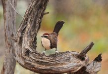Climate Change: Babbler bird falls into climate change trap