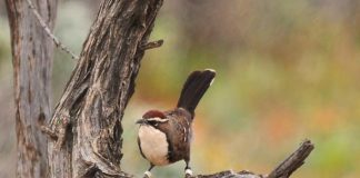 Climate Change: Babbler bird falls into climate change trap