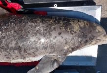 Climate Change: Devastating skin disease covering up to 70% of a dolphin’s body tied to climate change