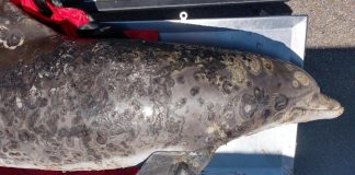 Climate Change: Devastating skin disease covering up to 70% of a dolphin’s body tied to climate change