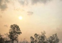 Climate Change: Fire-resistant tropical forest on brink of disappearance –