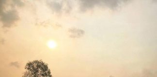 Climate Change: Fire-resistant tropical forest on brink of disappearance –