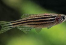 Climate Change: Global warming is faster than evolution