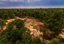 Climate Change: New study reveals ‘megatrends’ that will affect forests in the next decade