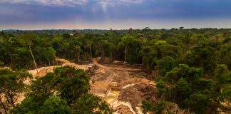 Climate Change: New study reveals ‘megatrends’ that will affect forests in the next decade
