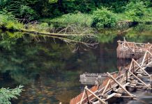 Climate Change: New research suggests indigenous practices can help revitalize pacific salmon fisheries