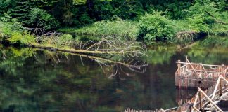 Climate Change: New research suggests indigenous practices can help revitalize pacific salmon fisheries