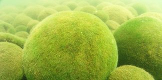 Climate Change: Reproduction key to maintenance of marimo shape