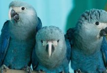 Climate Change: Researchers call for robust goal for species in Post-2020 Global Biodiversity Framework